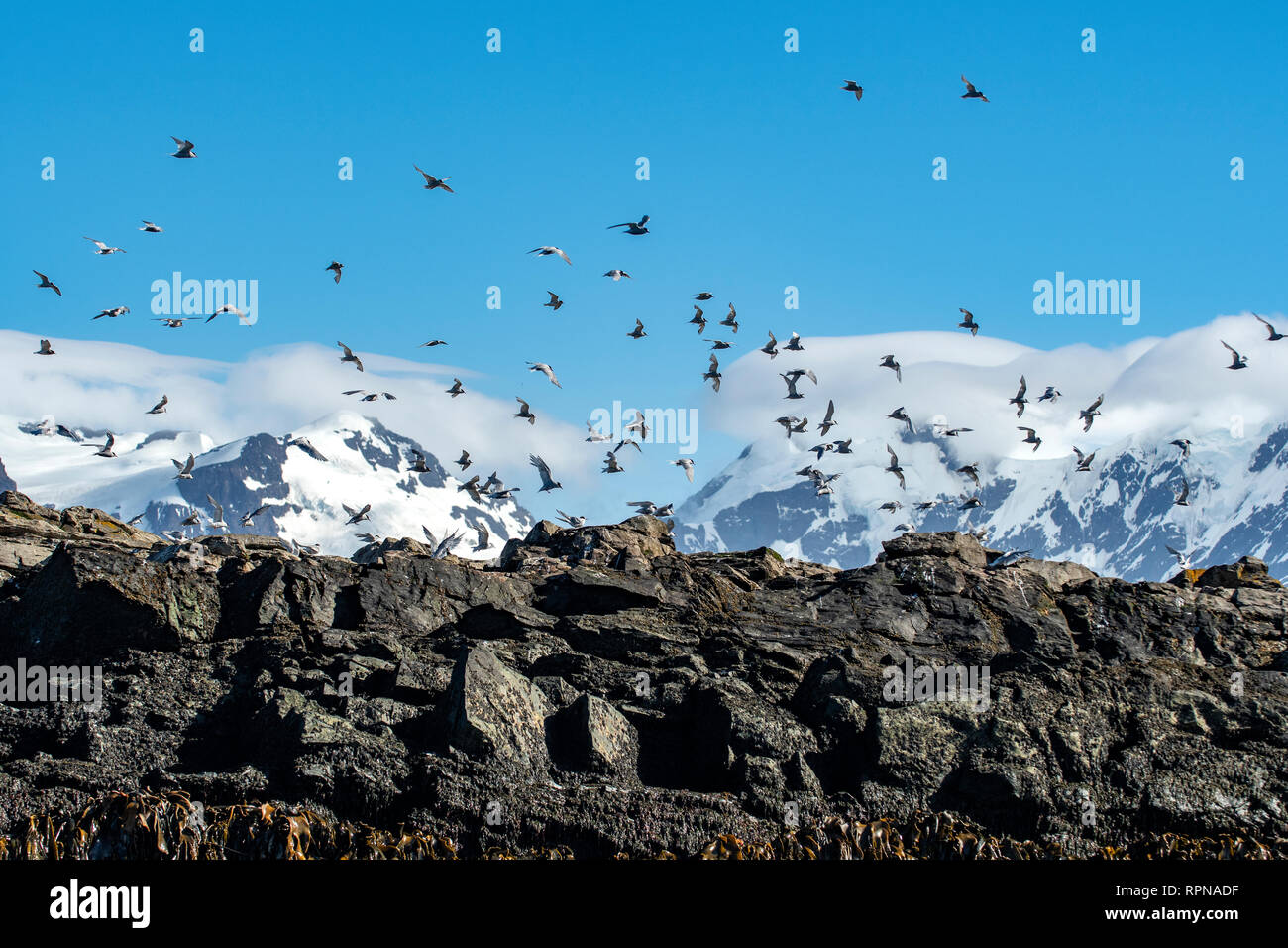 Gregge di anta rctic sterne, Sterna vittata a Prion Island, Georgia del Sud Foto Stock