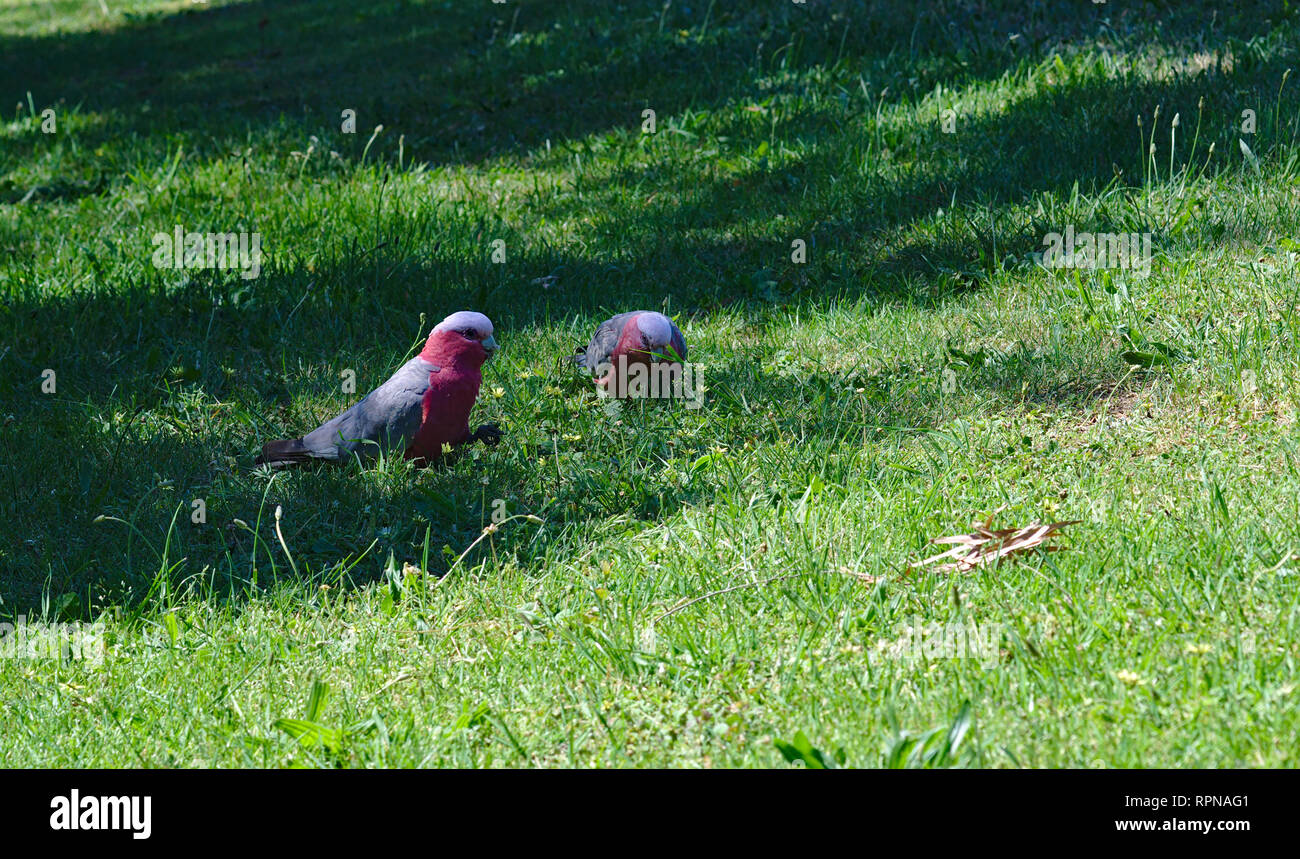 Vista in lontananza due pappagalli su erba verde sulla giornata di sole Foto Stock