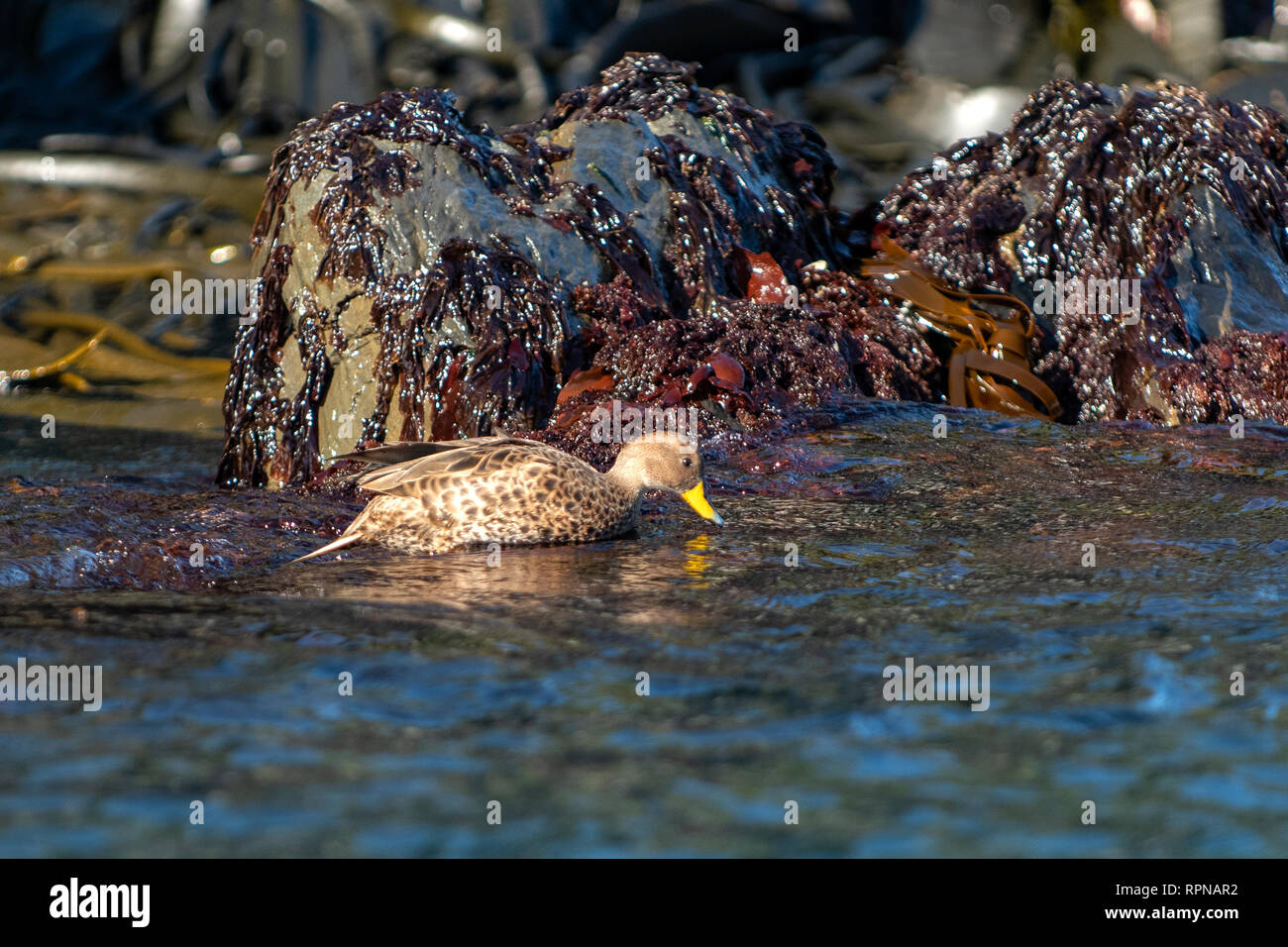 Georgia del Sud Pintail, Anas georgica su Prion Island, Georgia del Sud Foto Stock