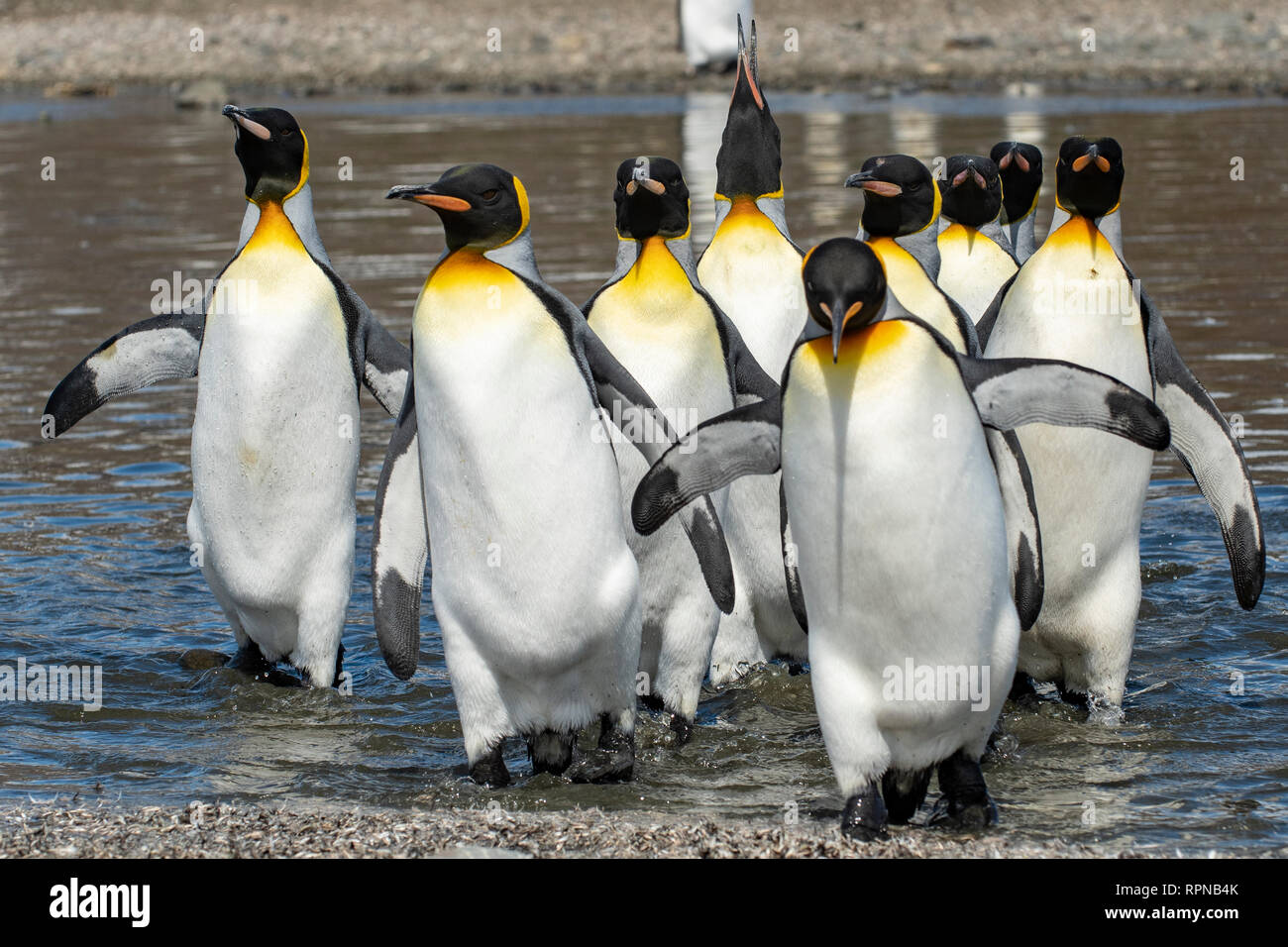 Il re dei pinguini, Aptenodytes patagonica a Salisbury Plains, Georgia del Sud Foto Stock