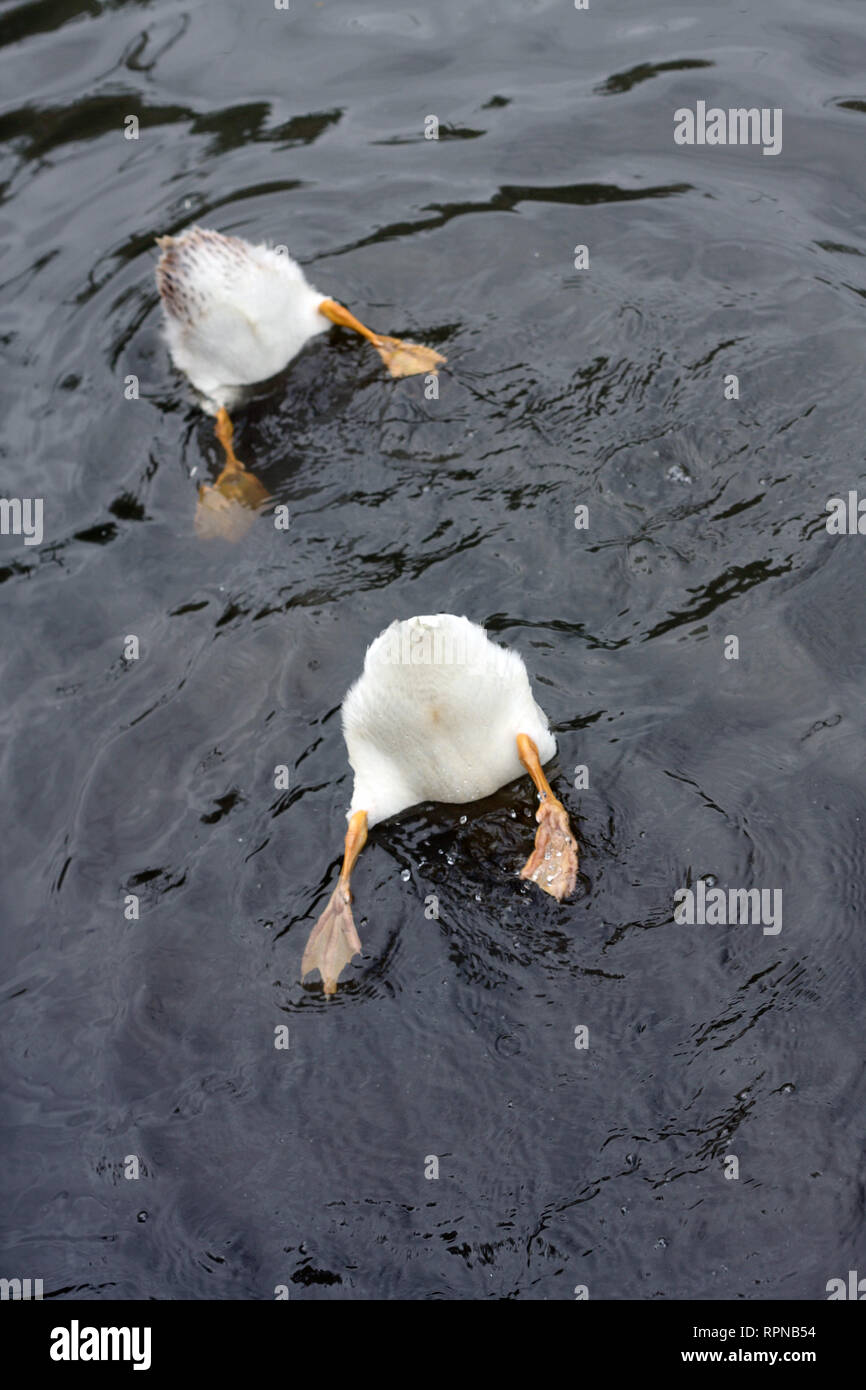 Due anatre divertenti in acqua con il fondo in su come cercano il cibo Foto Stock