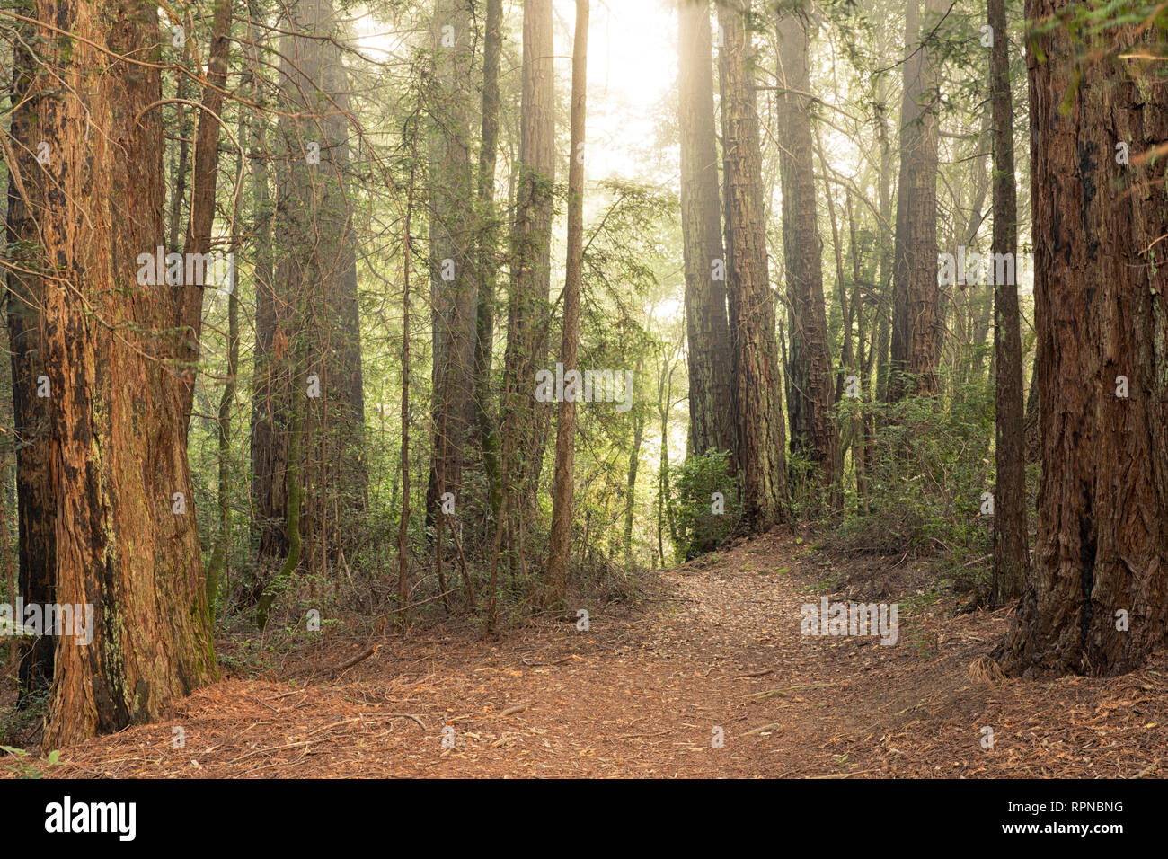 La luce del sole che filtra attraverso il Redwood alberi in una foresta Foto Stock