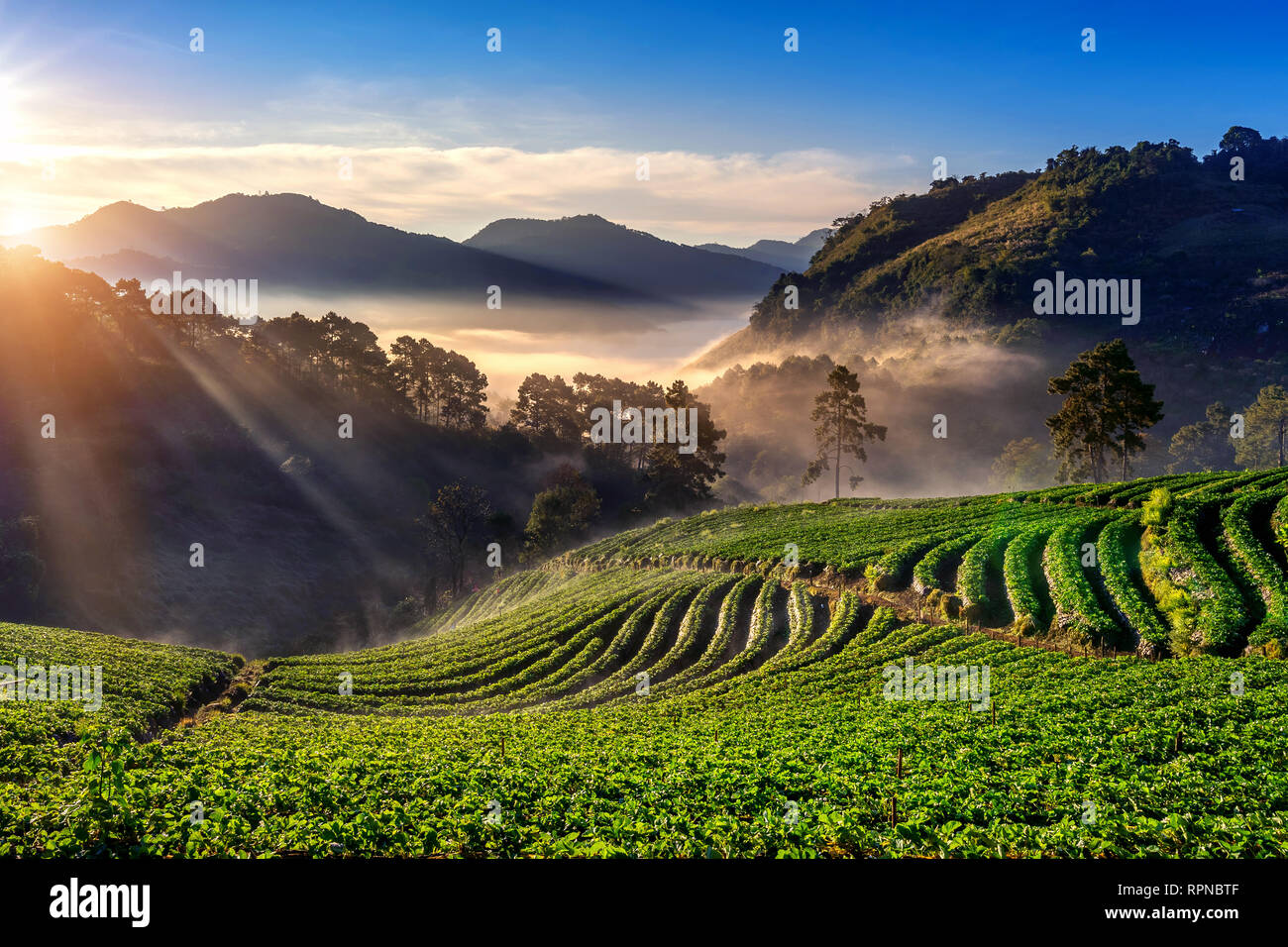 Bellissimo giardino di Fragola e sunrise sul Doi Ang Khang , Chiang Mai, Thailandia. Foto Stock