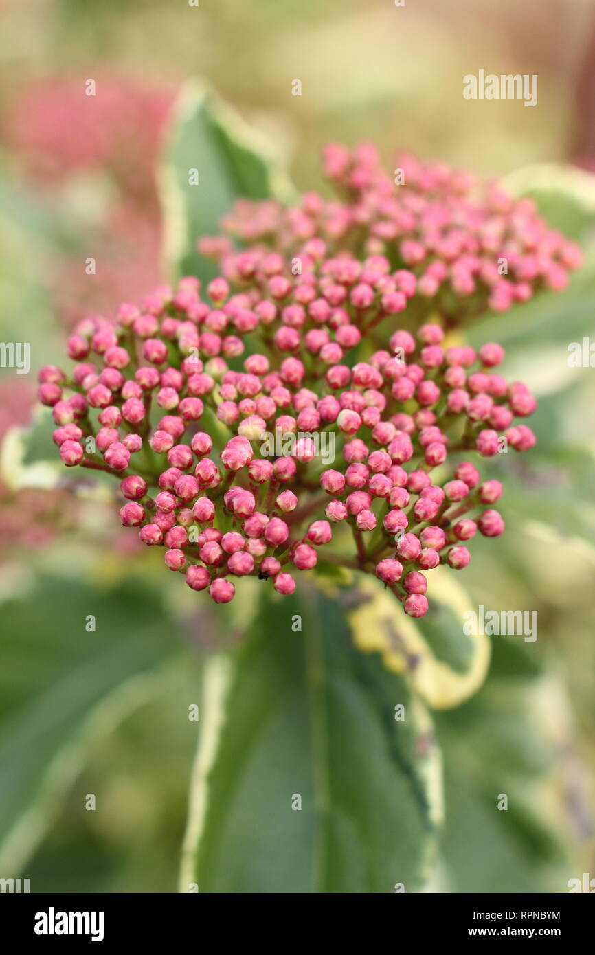 Viburnum tinus Variegatum "". Fioritura invernale variegato Viburnum tinus - Gennaio, UKgarden Foto Stock