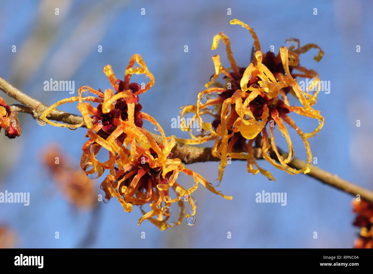 Hamamelis x intermedia "Jelena". Fioritura invernale amamelide Jelena fiorisce su una soleggiata giornata di gennaio, REGNO UNITO Foto Stock