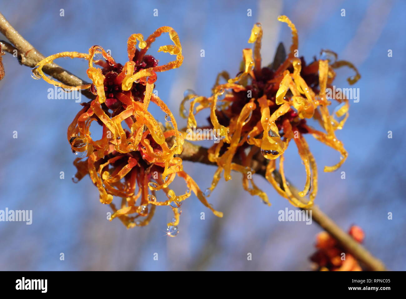 Hamamelis x intermedia "Jelena". Fioritura invernale amamelide Jelena fiorisce su una soleggiata giornata di gennaio, REGNO UNITO Foto Stock