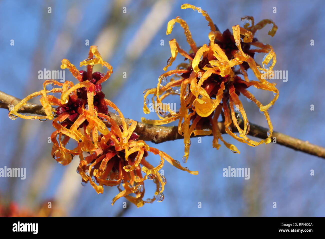 Hamamelis x intermedia "Jelena". Fioritura invernale amamelide Jelena fiorisce su una soleggiata giornata di gennaio, REGNO UNITO Foto Stock