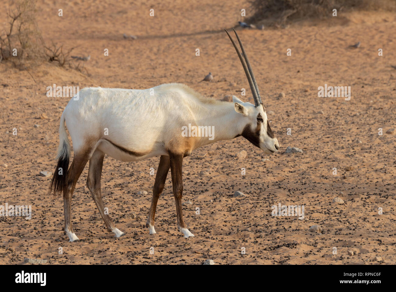 Arabian oryx, chiamato anche bianco oryx (Oryx leucoryx) nel deserto vicino a Dubai, Emirati Arabi Uniti Foto Stock