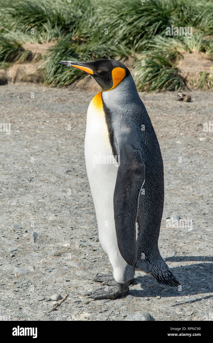 Re pinguino, Aptenodytes patagonica a Salisbury Plains, Georgia del Sud Foto Stock