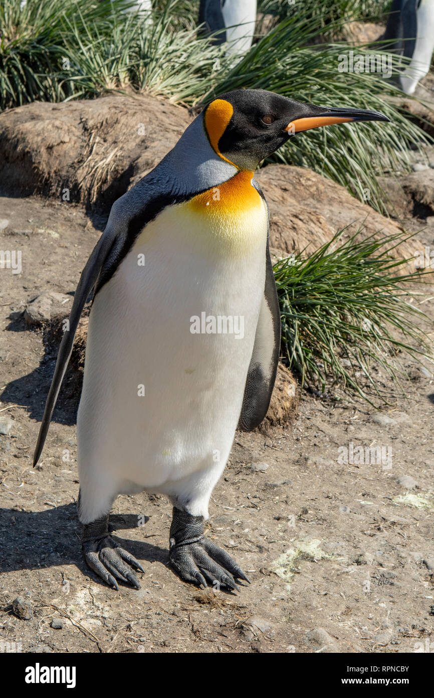 Re pinguino, Aptenodytes patagonica a Salisbury Plains, Georgia del Sud Foto Stock