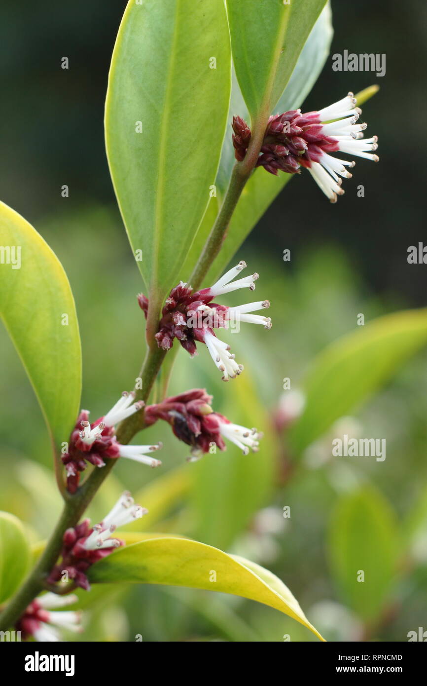 Sarcococca orientalis. Altamente fragranti fiori invernali di Sarcococca orientlais in un giardino inglese, Gennaio, REGNO UNITO Foto Stock