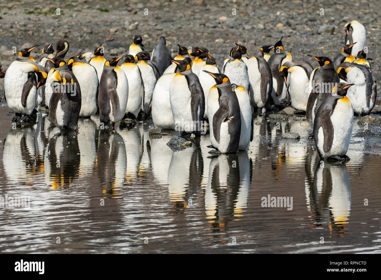 Il re dei pinguini, Aptenodytes patagonica a Salisbury Plains, Georgia del Sud Foto Stock