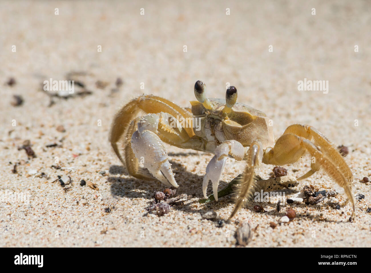 Zoologia / animali, crostacei (crostacei), Ghost Crab, Port Antonio, Giamaica, Additional-Rights-Clearance-Info-Not-Available Foto Stock