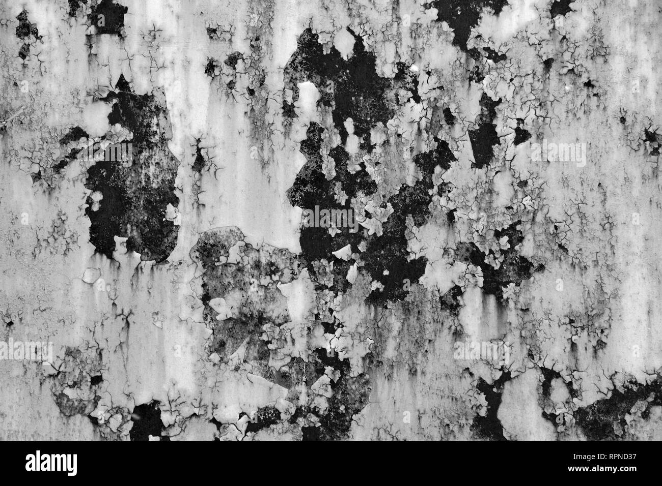 Parete arrugginito con vernice squallido nero e bianco. texture. Sfondo. Foto Stock