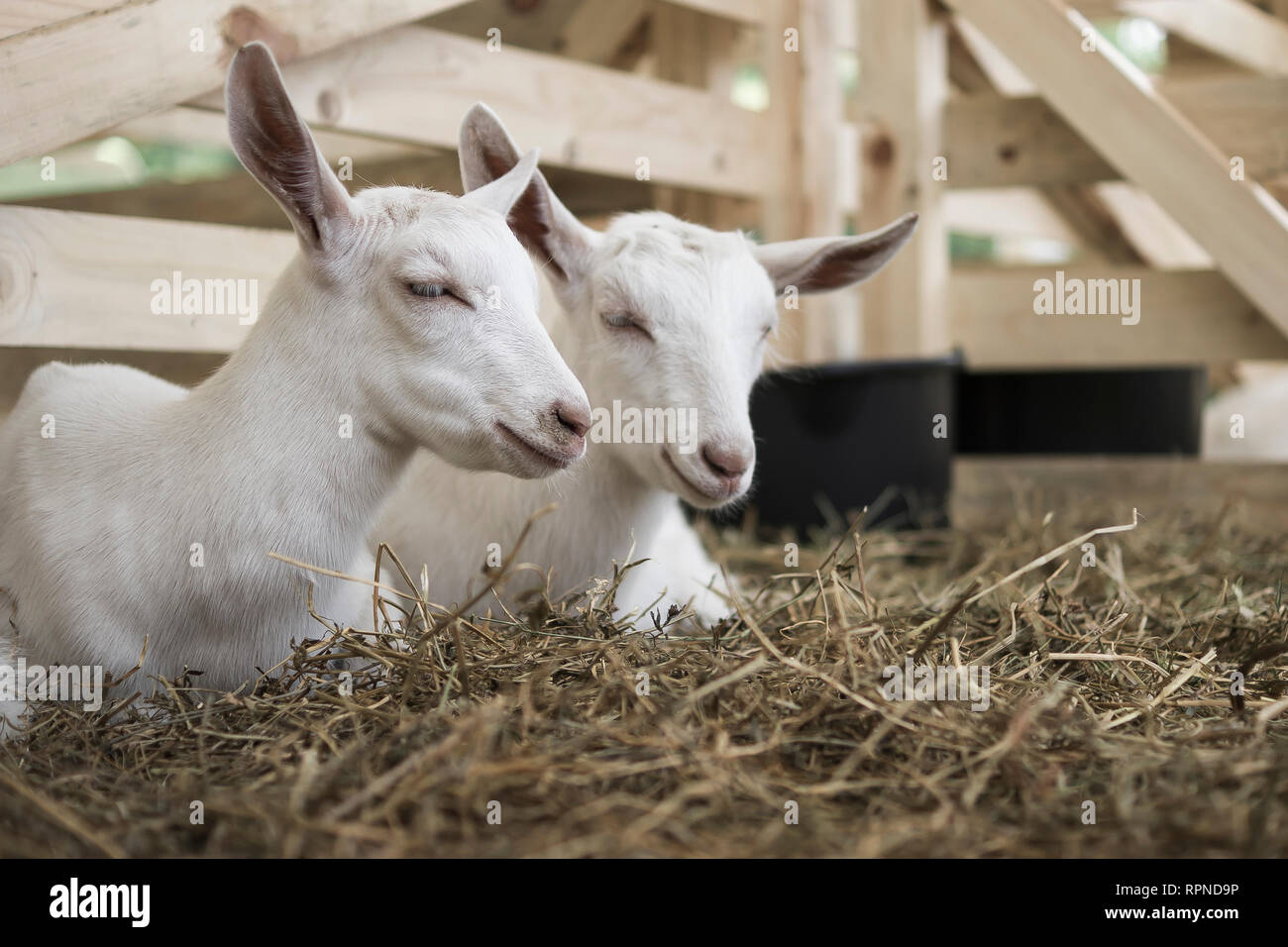 Capre Foto Stock