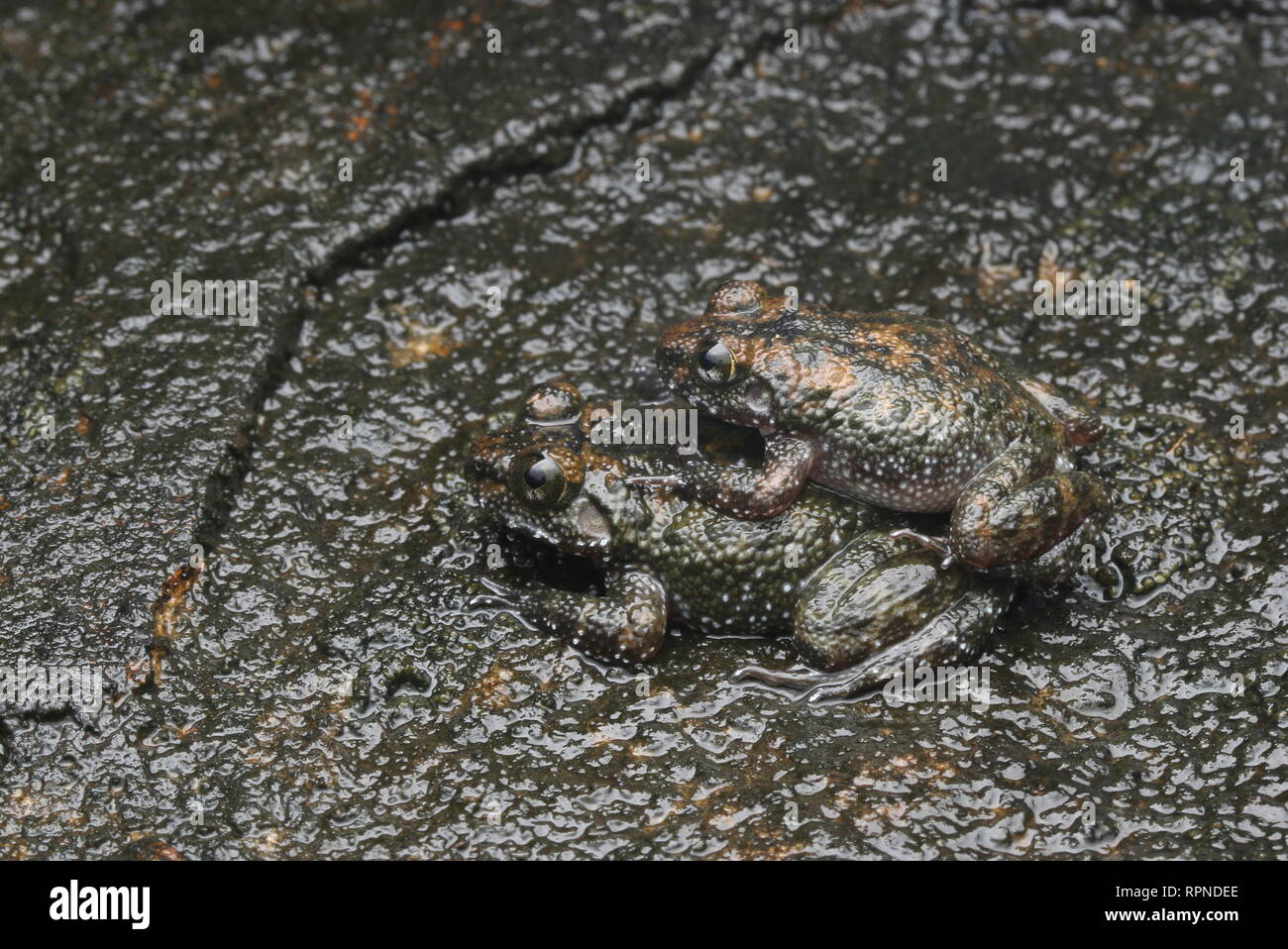 Kirtisinghe rock frog Foto Stock