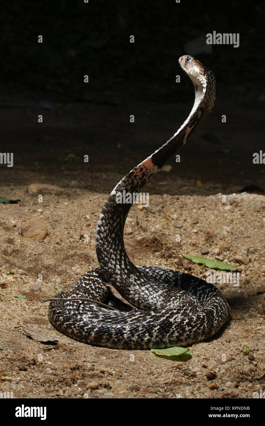 COBRA indiano (NAJA NAJA) Foto Stock