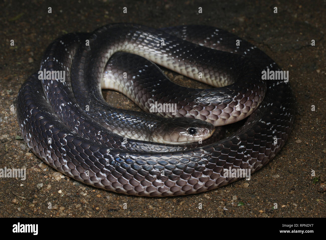 Krait comune, Bungarus caeruleus Foto Stock
