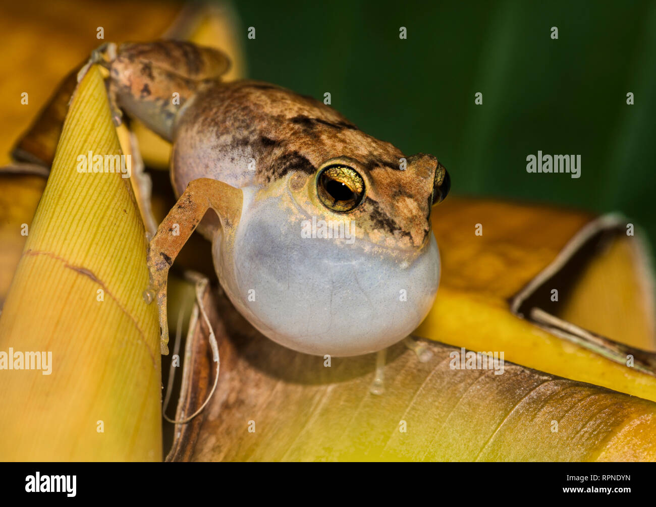 Zoologia / animali, di anfibio (anfibi), Johnstone il sibilo (Rana Eleutherodactylus johnstonei) wit Additional-Rights-Clearance-Info-Not-Available Foto Stock