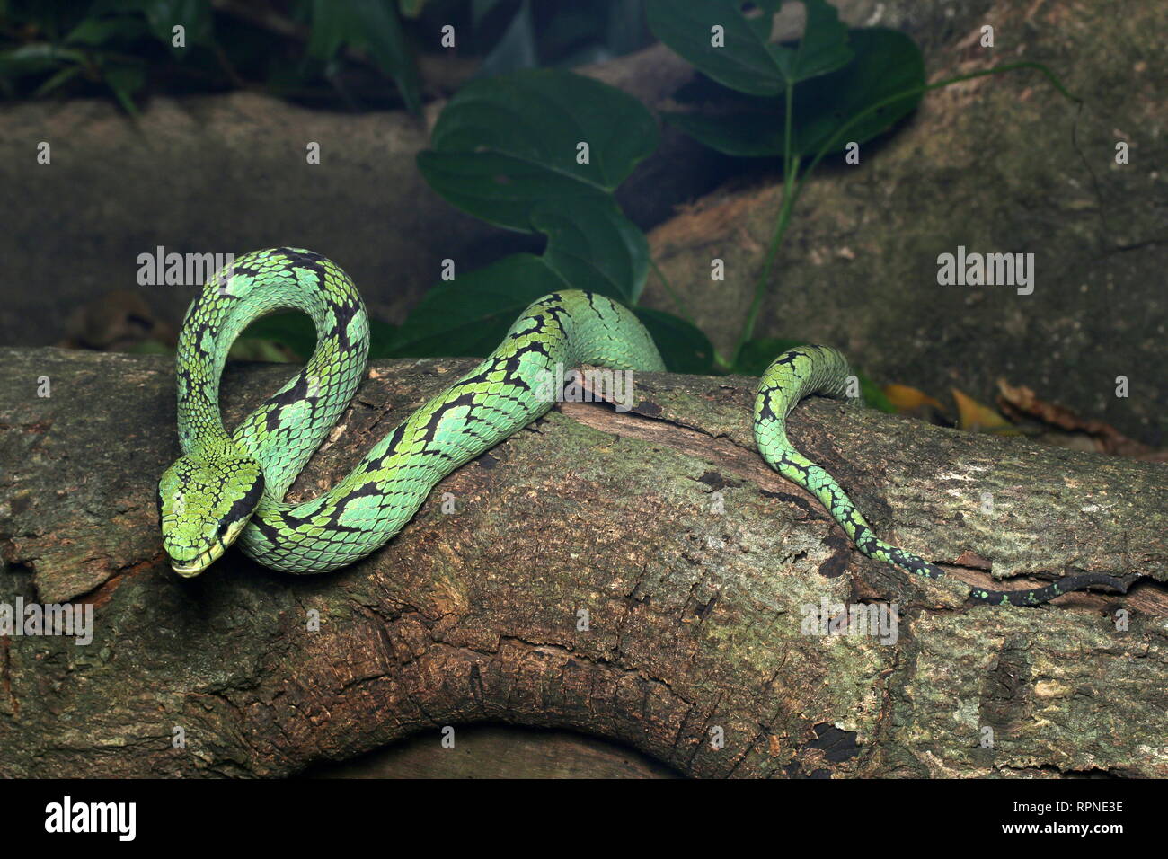 Trimeresurus trigonocephalus, Sri Lanka rattlesnakes Foto Stock