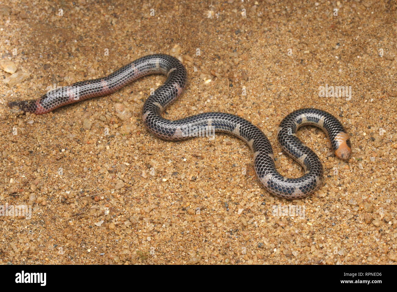 Rhinophis homolepis,Shieldtail snake, Foto Stock