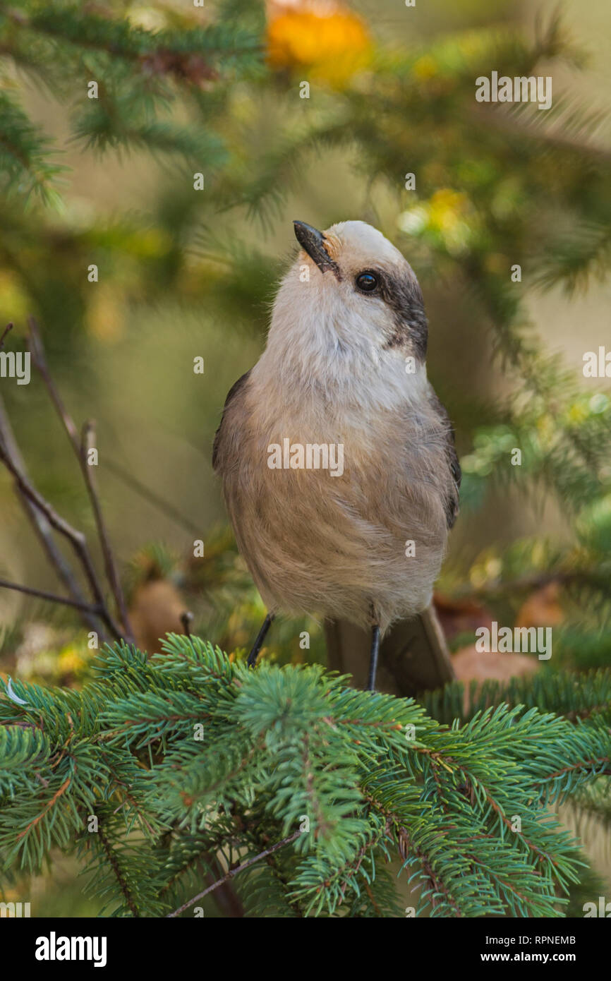 Zoologia / animali, uccelli / bird (aves), Grigio Jay (Perisoreus canadensis) su evergreen fronda. Grigio , Additional-Rights-Clearance-Info-Not-Available Foto Stock