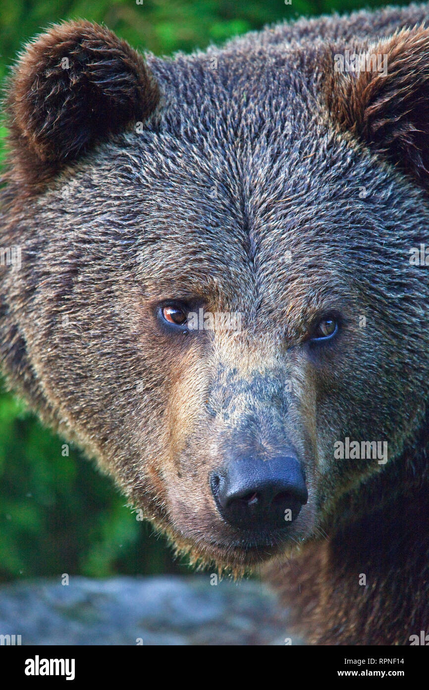 Zoologia / animali, mammifero / di mammifero, bear, europeo l'orso bruno (Ursus arctos), Neuschoenau, nazionale, Additional-Rights-Clearance-Info-Not-Available Foto Stock