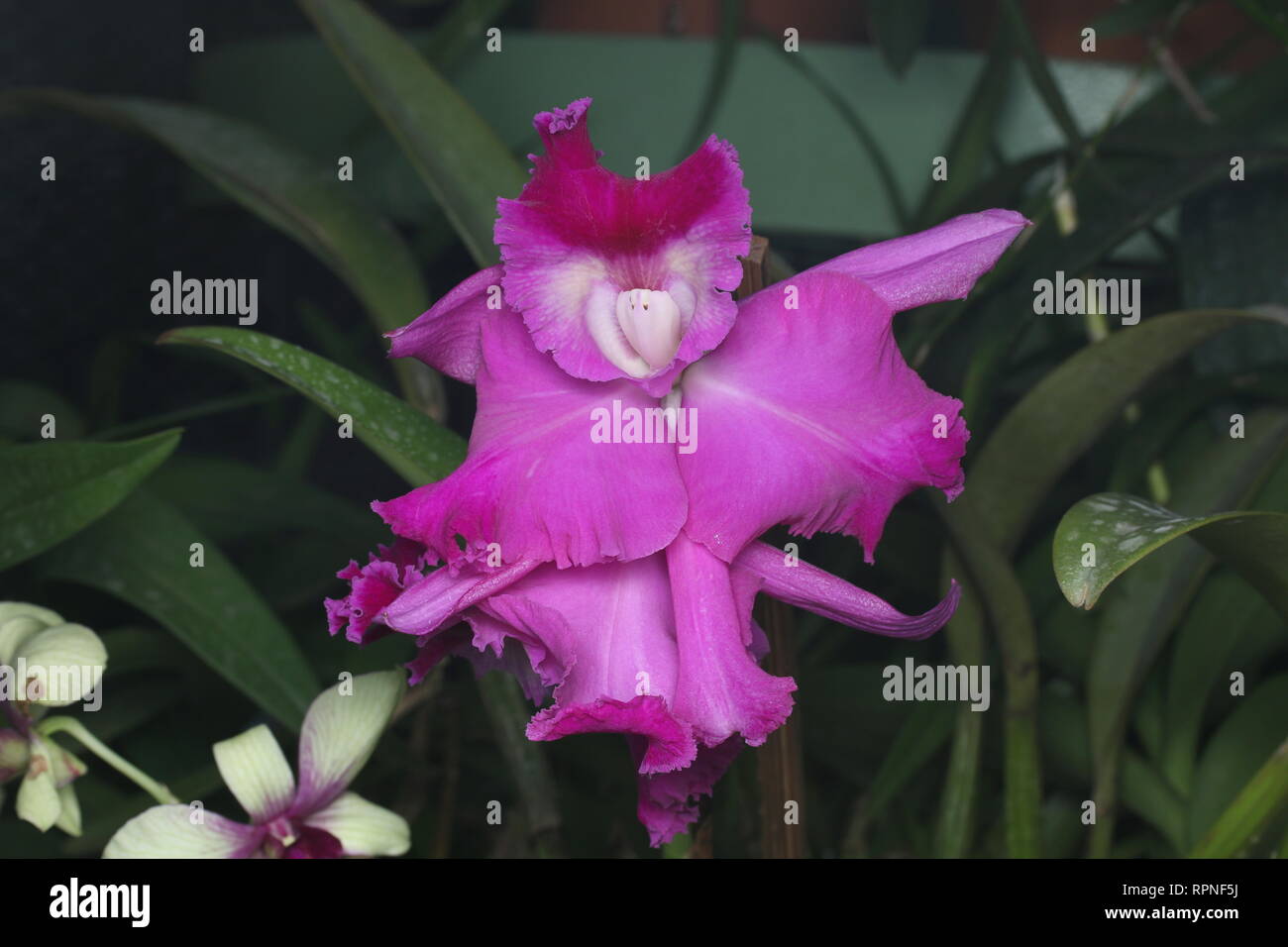 Catteleya, Orchidea Foto Stock