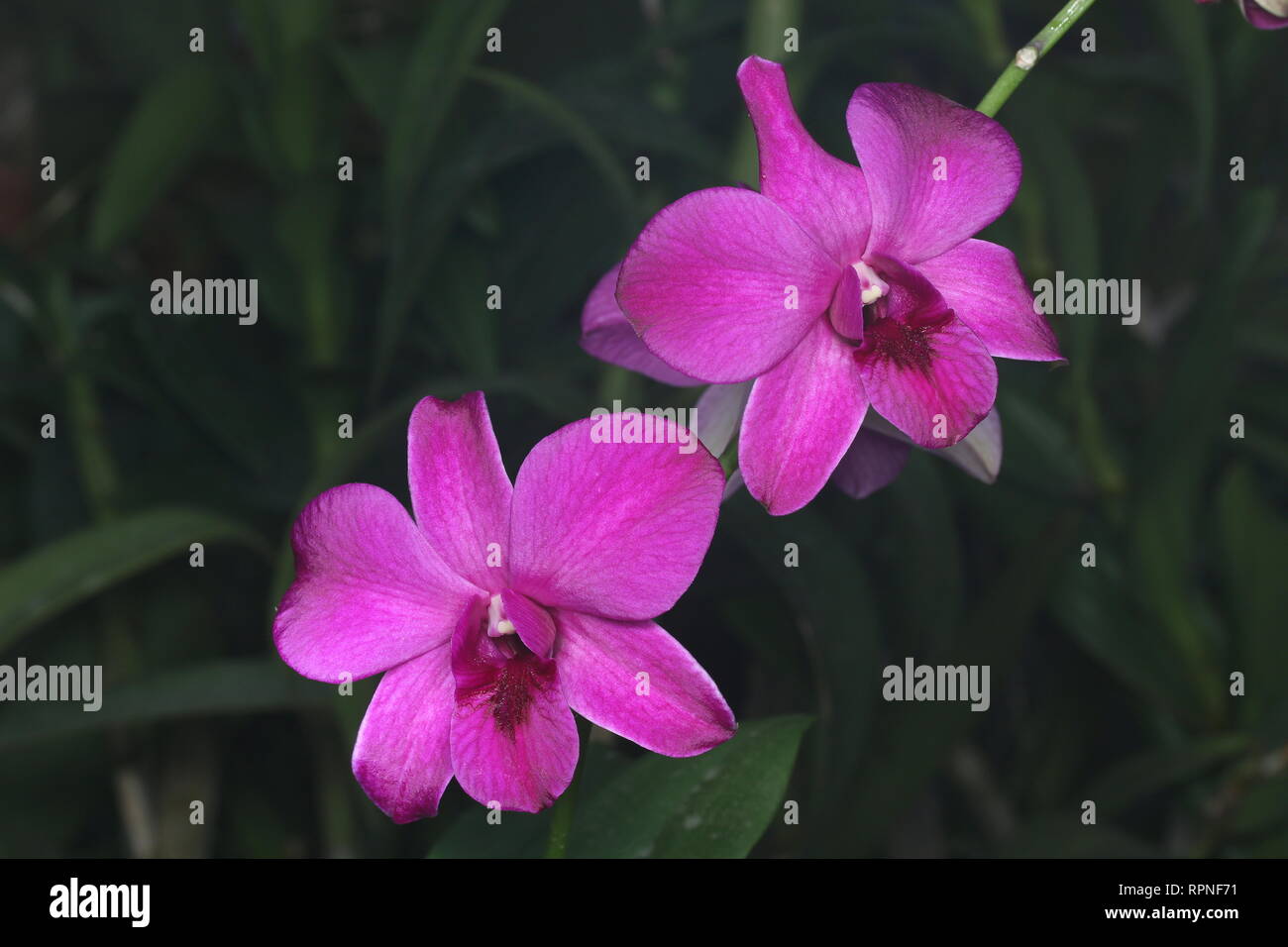 Bellissimi fiori di orchidea Foto Stock