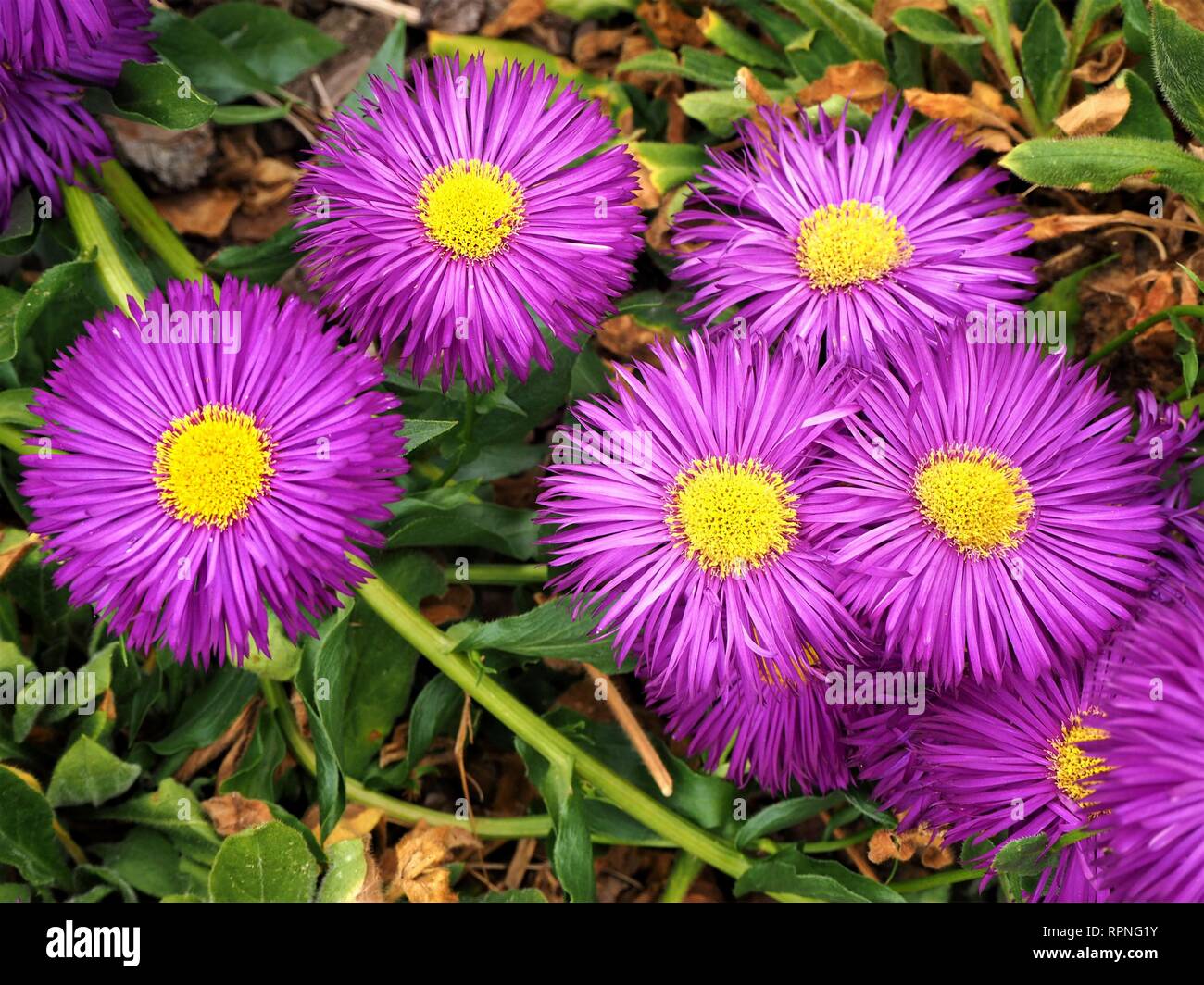 Bella viola fiori fleabane Erigeron ('Sommerabend') con centri di colore giallo in un giardino in estate Foto Stock