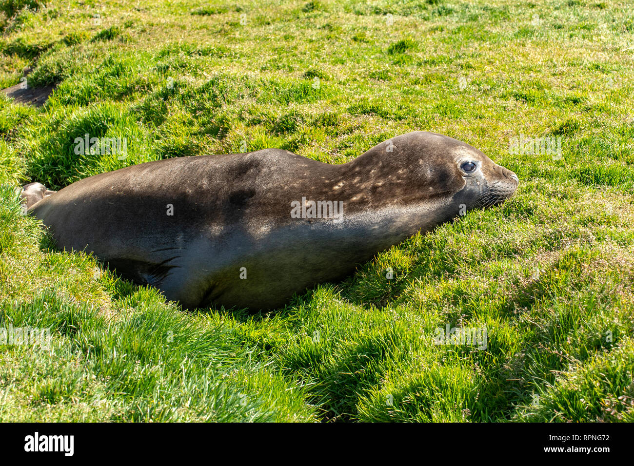 Elefante marino del sud Pup, Mirounga leonina, Georgia del Sud Foto Stock