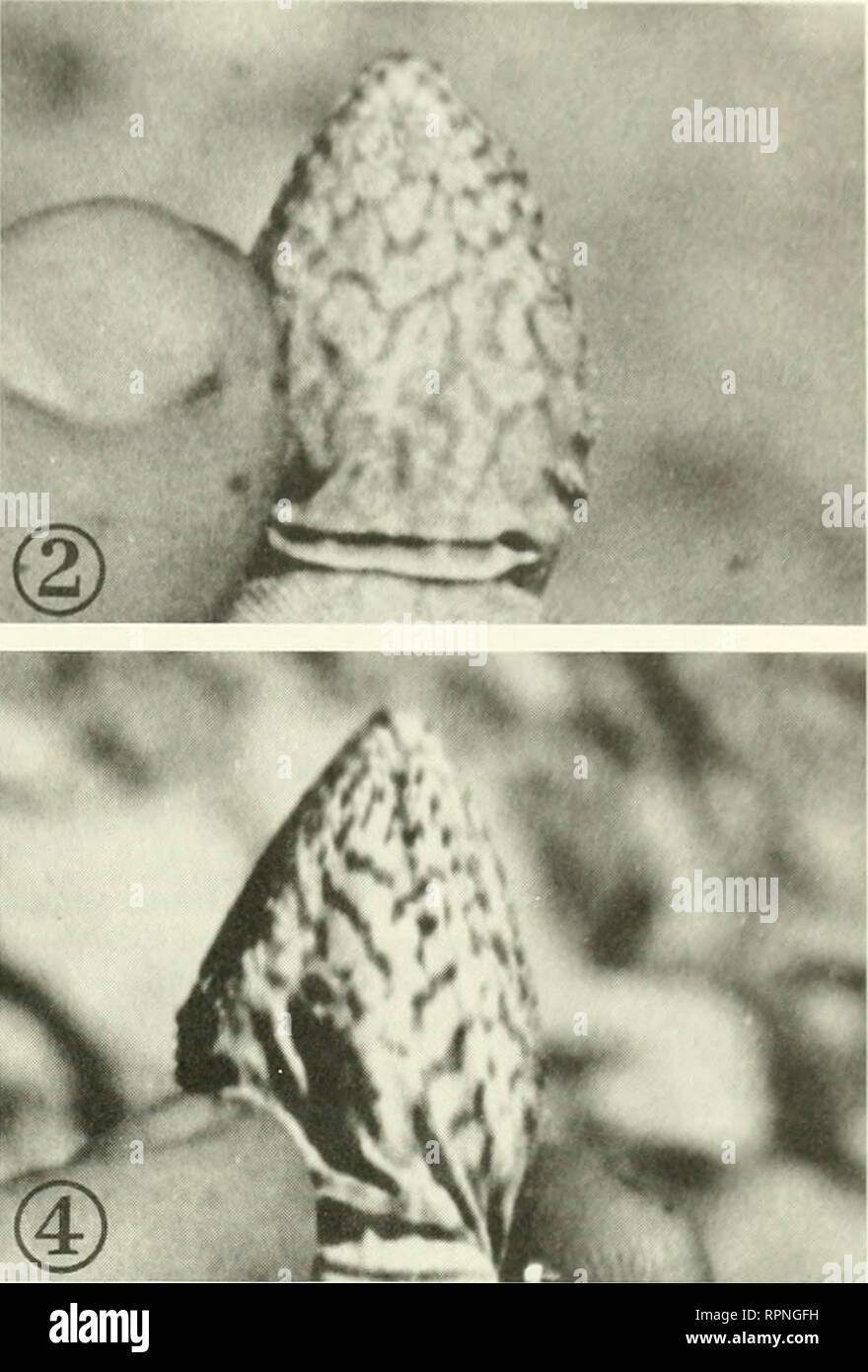 . Ecologia altitudinale della AGAMA SA tuberculata grigio in Himalaya occidentale. Agama sa; tuberculata tuberculata AGAMA SA; lucertole; altitudine, influenza del. 1 Ww ' © Jaijfc3^? AL.:., ^ mi Fig. 4. Fotografie di riconquistare A. tuhercidata mostrando costanza di golare e marcature del torace. L 2. Hatchhng catturato 29 novembre 1973 (SVL=48 mm) e riconquistò 29 maggio 1974 (SVL=65 mm); 3. 4. Novellame catturato il 19 settembre 1973 (SVL=74 mm) e riconquistò il 30 maggio 1974 (SVL=93 mm): 5. 6. Maschio adulto catturato il 23 aprile 1973 (SVL=115 mm) e riconquistò il 4 giugno 1974 (SVL=127 mm). base della sua marcature (Fig. 4). Identificazione wa Foto Stock