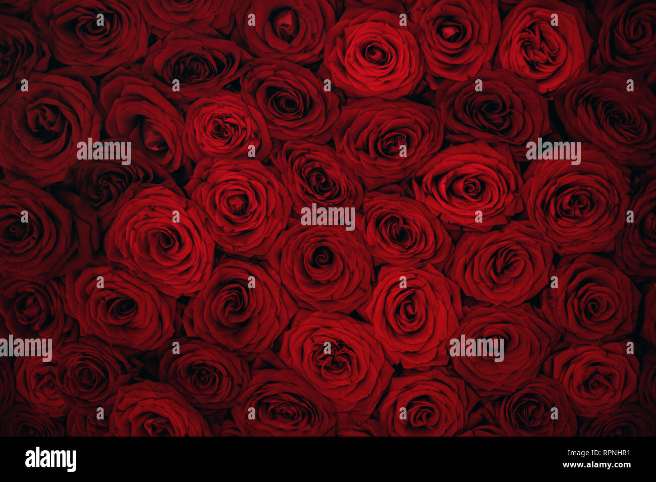 Vista ravvicinata di claret bouquet di rose. Rose rosse sfondo. Foto Stock