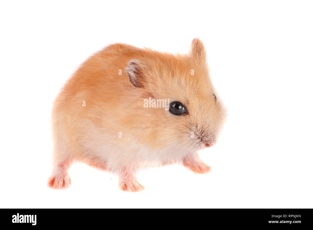 Poco divertente hamster isolati su sfondo bianco Foto Stock