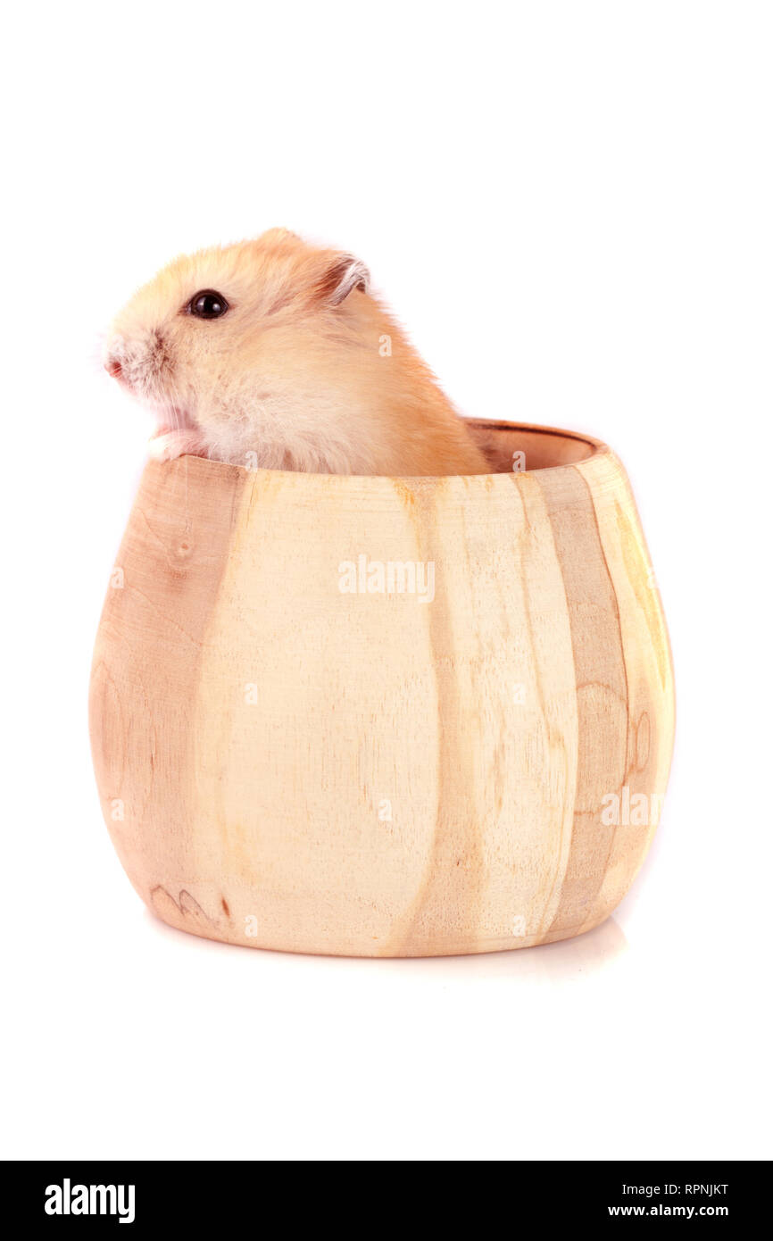 Piccolo criceto divertenti in una ciotola di legno isolato su sfondo bianco Foto Stock