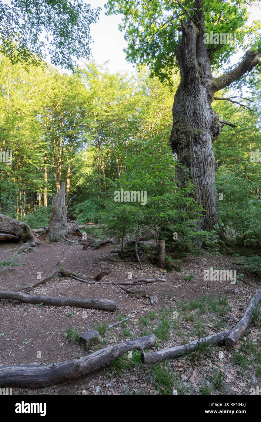 Märchenwald Alte märchenhafte Bäume im Urwald Sababurg Foto Stock