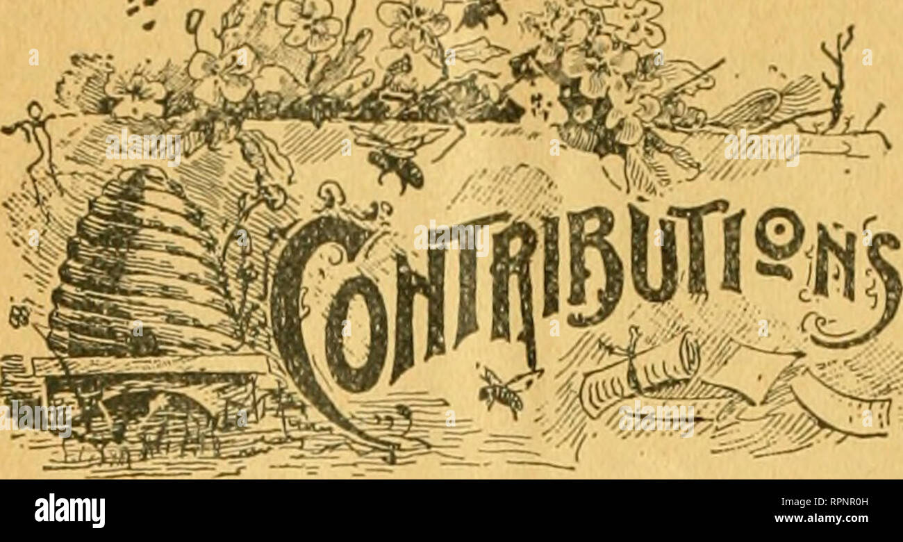 . American bee journal. La cultura delle api; le api. 16 AMERICAN BEE JOURNAL.. BestforBng colonie per tot stagione. Scritto per la American Bee Journal di G. M. DOOLITTLE. Query 895, a pagina 559 del Bee ufficiale, per il mese di novembre 1893, è una risposta da 23 persone, tutti dei quali sono tenuti a conoscere di che cosa si sta parlando e ancora quando siamo venuti a classificare le risposte che abbiamo per fare cinque gradi o classi di essi. Due persone-Sig.ra Atchley e R. L. Taylor-difficile esprimere un parere sull'argomento sottolineato abbastanza per guidare una qualsiasi in cerca di luce, quindi andare in una classe a sé. Sette dei 23 dire substanc Foto Stock