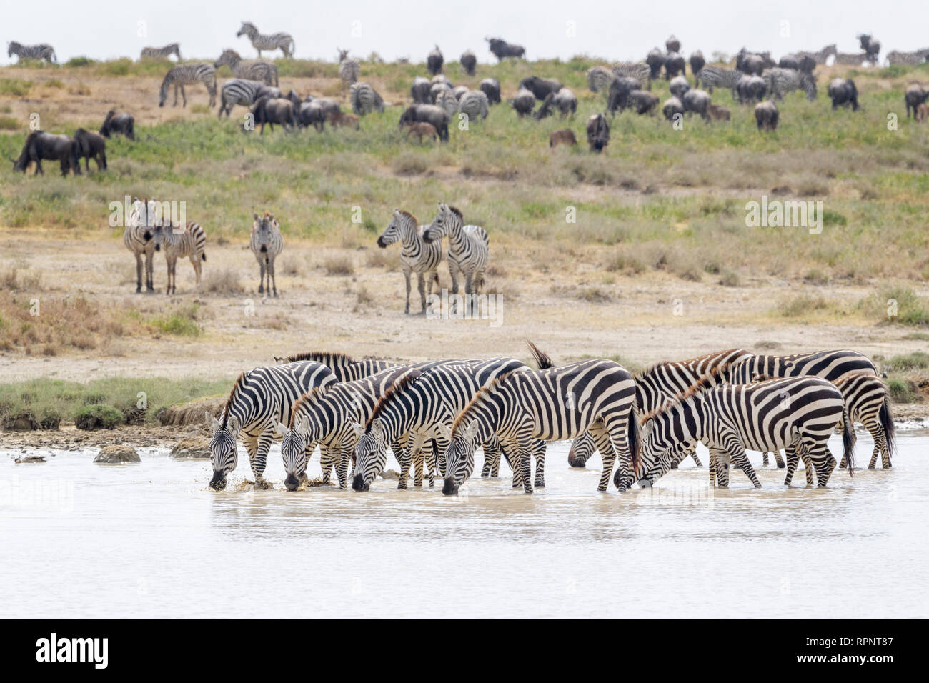 Comune o pianure Zebra (Equus quagga) allevamento, acqua potabile con durante la grande migrazione, il cratere di Ngorongoro national park, Tanzania Foto Stock