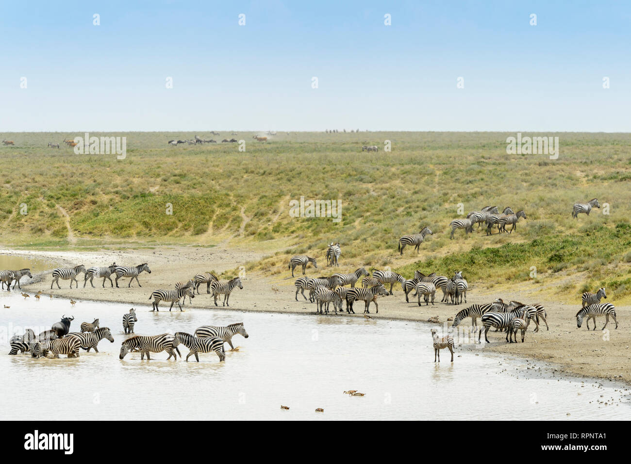 Comune o pianure Zebra (Equus quagga) allevamento, acqua potabile con durante la grande migrazione, il cratere di Ngorongoro national park, Tanzania Foto Stock