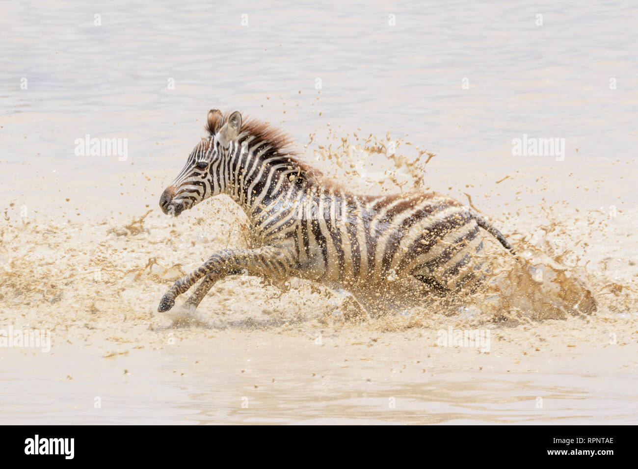 Comune o pianure Zebra (Equus quagga) puledro in esecuzione in spruzzi d'acqua, il cratere di Ngorongoro national park, Tanzania Foto Stock