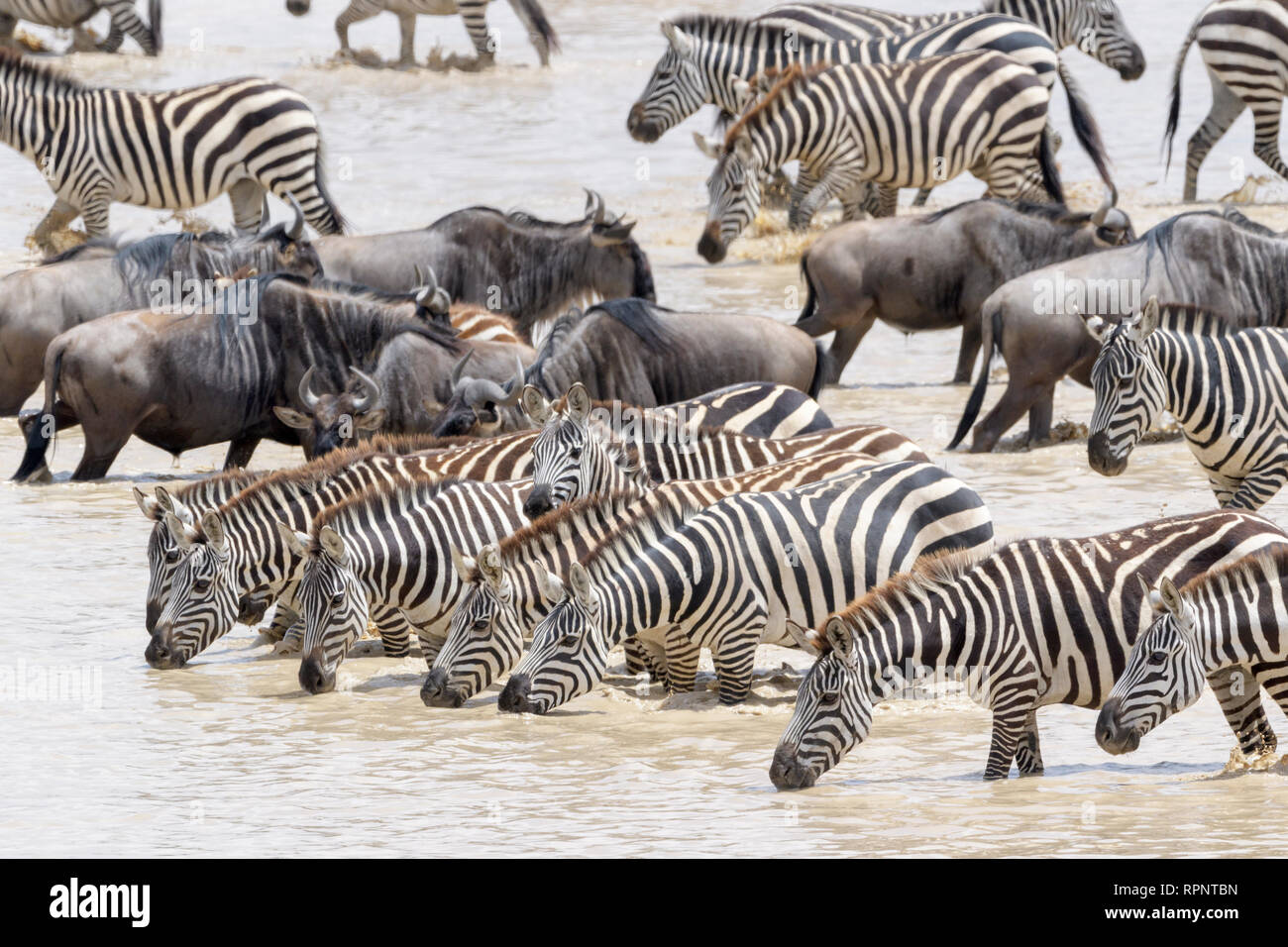 Comune o pianure Zebra (Equus quagga) allevamento, acqua potabile con durante la grande migrazione, il cratere di Ngorongoro national park, Tanzania Foto Stock