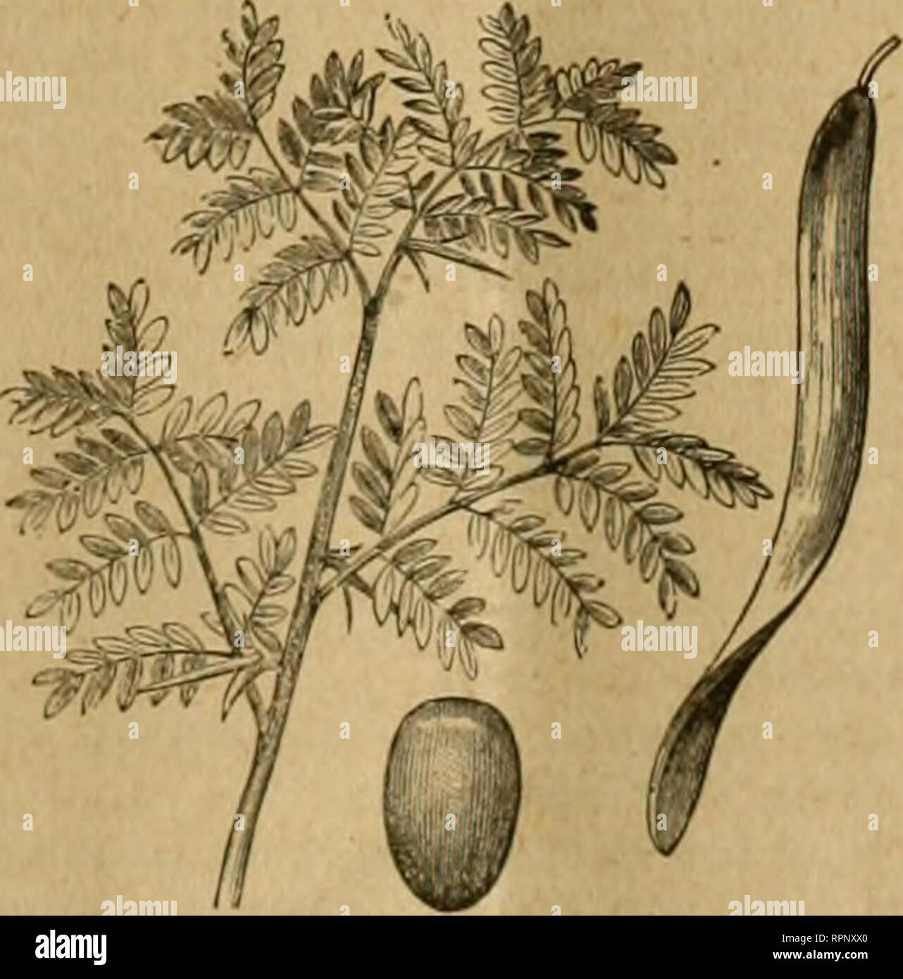 . American bee journal. La cultura delle api; le api. Il miele robinia. Caratteri descrittivi. - Ijeaves com- libbra, composta di piccole, forma a lancia, oblunga volantini. Pods Grandi, piatto, marrone lucido, 9 a volte per 18 cm di lunghezza e circa l}i pollici ampio con un dolce di pasta dura tra i semi-spesso mangiati dai bambini. Armati con cluster di Long appassionato di spine, generalmente tre insieme, una centrale o principale con uno più piccolo di quelli laterali ; spesso attaccati ai tronchi degli alberi giovani, ma assente dai vecchi steli. L. Il miele Locust arto, sementi e Pod. corteccia di alberi giovani ften a quindici anni) è la maggior parte Foto Stock