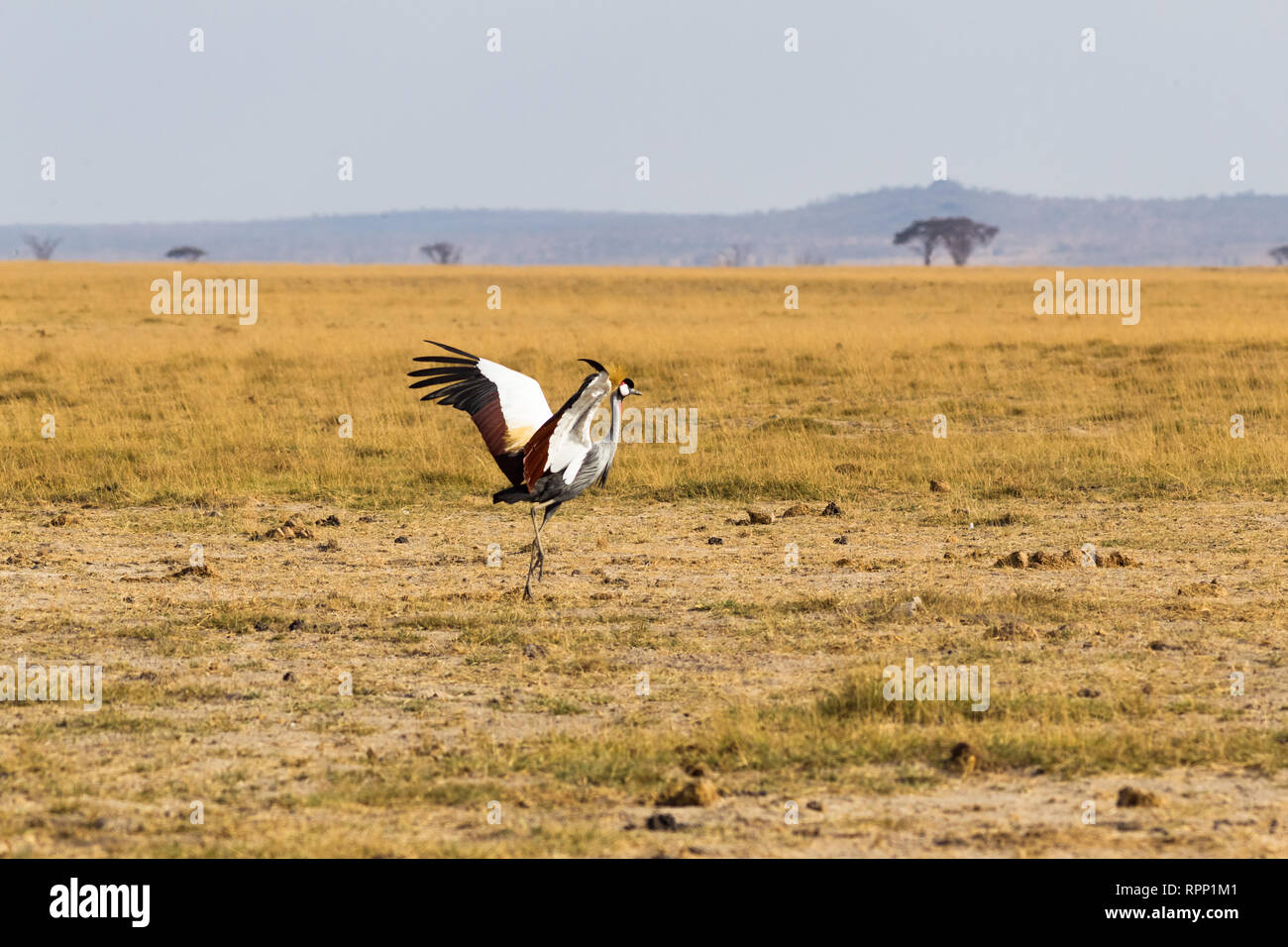 Crone gru danze di uccelli nella savana. Amboseli, Kenya Foto Stock