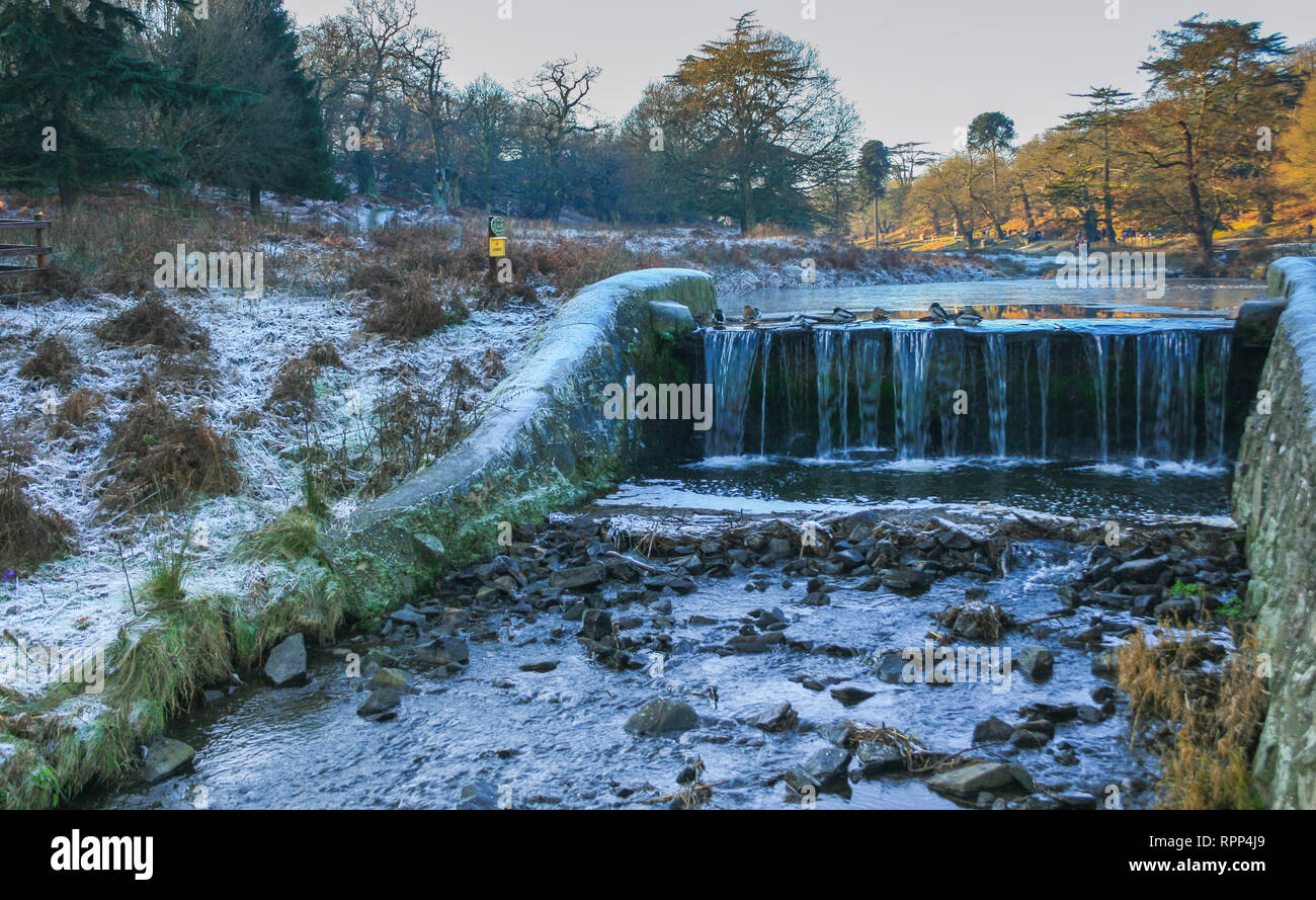 Anatre sopra la cascata in un freddo gelido inverno mattina di scena a Glenfield Lodge Park vicino a Leicester, Leicestershire, Regno Unito Foto Stock