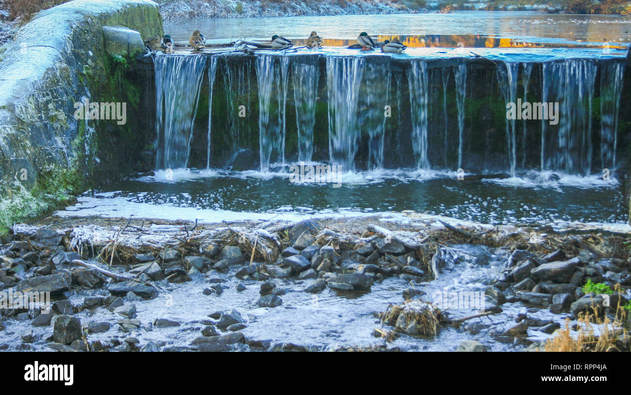 Anatre sopra la cascata in un freddo gelido inverno mattina di scena a Glenfield Lodge Park vicino a Leicester, Leicestershire, Regno Unito Foto Stock