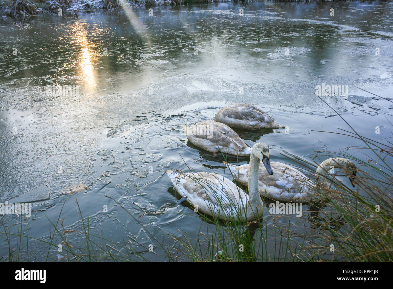 Cigni in un freddo gelido inverno mattina di scena a Glenfield Lodge Park vicino a Leicester, Leicestershire, Regno Unito Foto Stock