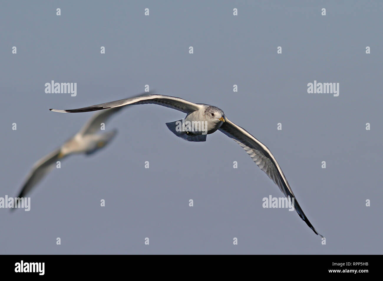 2 battenti gabbiani uno bruscamente nella foto sfocate Foto Stock