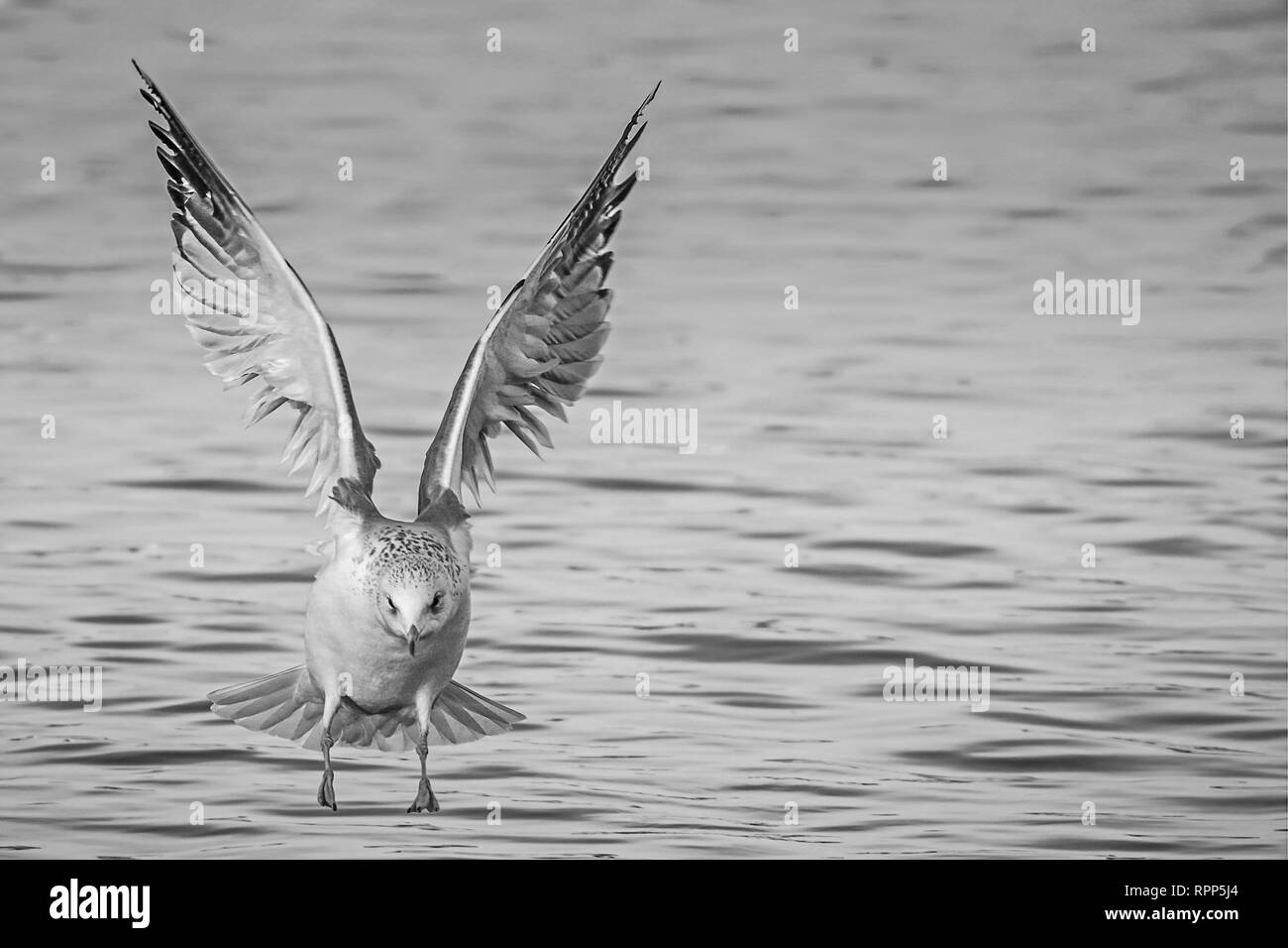 Landing seagull in bianco e nero Foto Stock