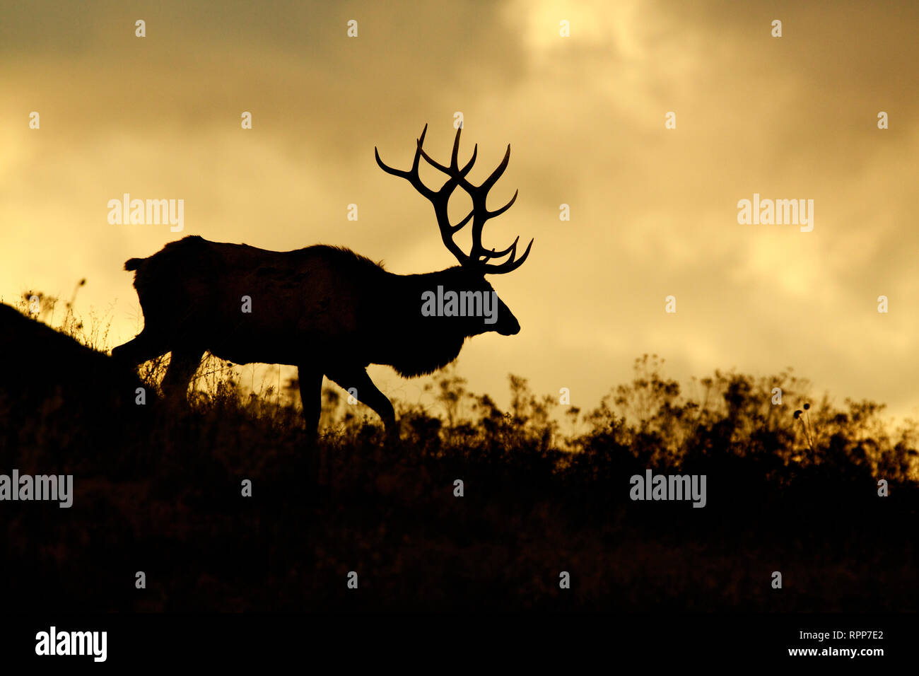 Rocky Mountain Elk silhouette - a piedi nella parte anteriore di una drammatica sky Foto Stock