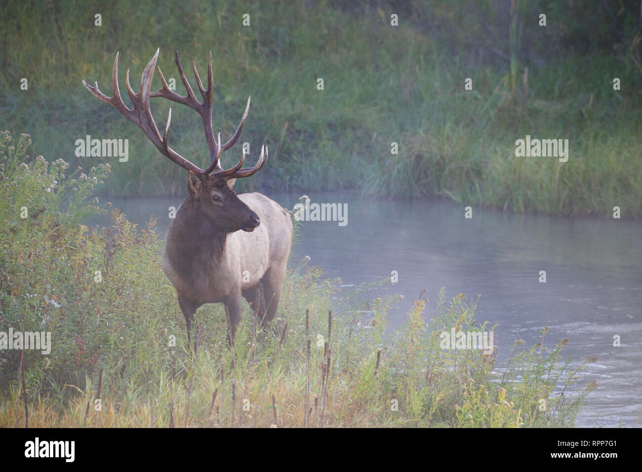 Rocky Mountain Elk - estremamente grandi bull elk accanto a un flusso in una nebbiosa mattina autunnale Foto Stock